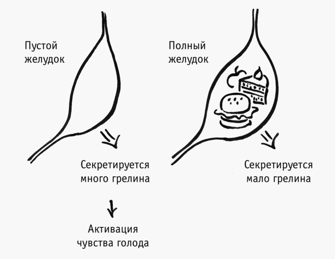 Полный желудок. Ощущение полноты в желудке. Гормоны на пустой желудок.